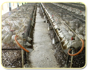 poultry farmer